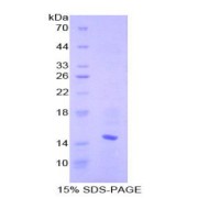SDS-PAGE analysis of Mouse CCL6 Protein.