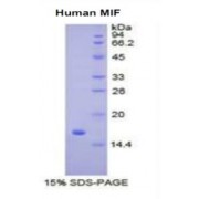 SDS-PAGE analysis of Human MIF Protein.