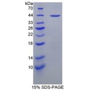 SDS-PAGE analysis of recombinant Mouse PRG2 Protein.