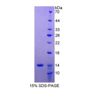 SDS-PAGE analysis of Human HLA-G Protein.
