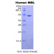 SDS-PAGE analysis of Human MBL2 Protein.