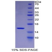 SDS-PAGE analysis of Mouse MBL2 Protein.