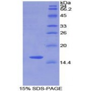 SDS-PAGE analysis of Rat Matrix Gla Protein.
