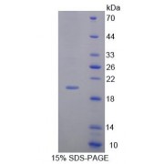 SDS-PAGE analysis of Rabbit MMP13 Protein.