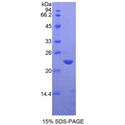 SDS-PAGE analysis of Mouse MMP13 Protein.
