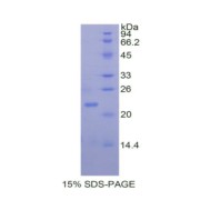 SDS-PAGE analysis of Rat MMP13 Protein.