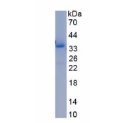SDS-PAGE analysis of recombinant Mouse Matrilysin (MMP7) Protein.