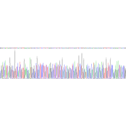 Human Matrix Metalloproteinase 9 (MMP9) Protein