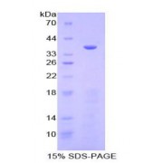 SDS-PAGE analysis of Human Meprin A alpha Protein.