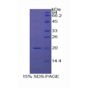 SDS-PAGE analysis of Human Midkine Protein.