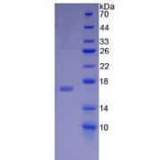 SDS-PAGE analysis of Rat Midkine Protein.