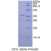 SDS-PAGE analysis of Human MAPK8 Protein.