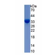 SDS-PAGE analysis of Human MAPK9 Protein.
