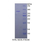 SDS-PAGE analysis of Human MAP2K1 Protein.