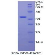 SDS-PAGE analysis of recombinant Human MAP2K7 Protein.