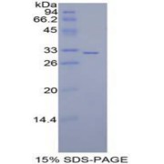 SDS-PAGE analysis of Mouse MAP2K7 Protein.