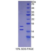 SDS-PAGE analysis of Human MCP1 Protein.