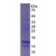 SDS-PAGE analysis of Monkey MCP1 Protein.