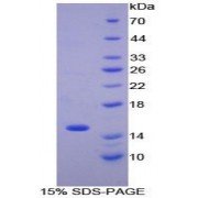 SDS-PAGE analysis of Guinea Pig MCP1 Protein.