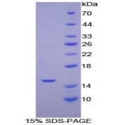 SDS-PAGE analysis of Horse MCP1 Protein.