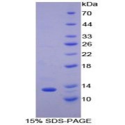 SDS-PAGE analysis of Mouse MCP2 Protein.