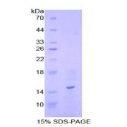SDS-PAGE analysis of Human Motilin Protein.