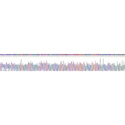 Rat Mucin 1 (MUC1) Protein