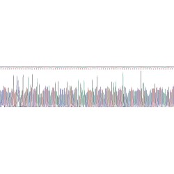 Human Mucin 17 (MUC17) Protein