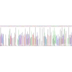Human Mucin-2 (MUC2) Protein