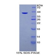 SDS-PAGE analysis of Human Mucin 6 Protein.
