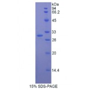 SDS-PAGE analysis of Human Multimerin 1 Protein.