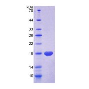 SDS-PAGE analysis of Rat MOG Protein.