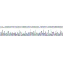 Rat Myosin-6 (MYH6) Protein