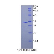 abx068177