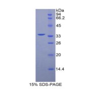 abx068179