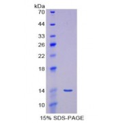 SDS-PAGE analysis of Human Myostatin Protein.