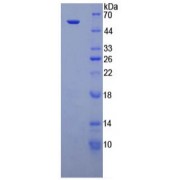 SDS-PAGE analysis of recombinant Mouse Netrin 1 Protein.