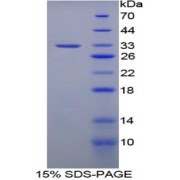 abx068251