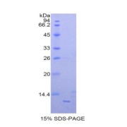 SDS-PAGE analysis of Mouse NAP3 Protein.