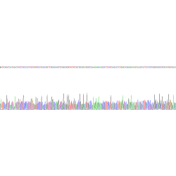 Rat Neutrophil Gelatinase Associated Lipocalin / NGAL (LCN2) Protein
