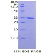 SDS-PAGE analysis of Mouse NEK2 Protein.