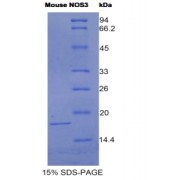 SDS-PAGE analysis of Mouse NOS3 Protein.