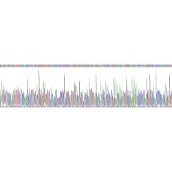 Human N-Methylpurine DNA Glycosylase (MPG) Protein