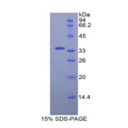 SDS-PAGE analysis of Rat MPG Protein.