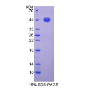 SDS-PAGE analysis of recombinant Mouse Noggin (NOG) Protein.