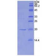 SDS-PAGE analysis of Mouse NME1 Protein.