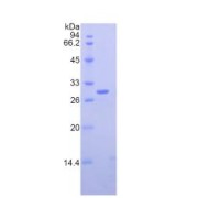 SDS-PAGE analysis of Mouse Nucleolin Protein.