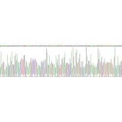 Human Nucleolin (NCL) Protein