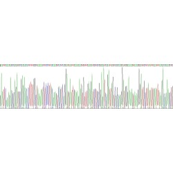 Human Nucleolin (NCL) Protein