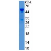 SDS-PAGE analysis of recombinant Human Nucleolin Protein.